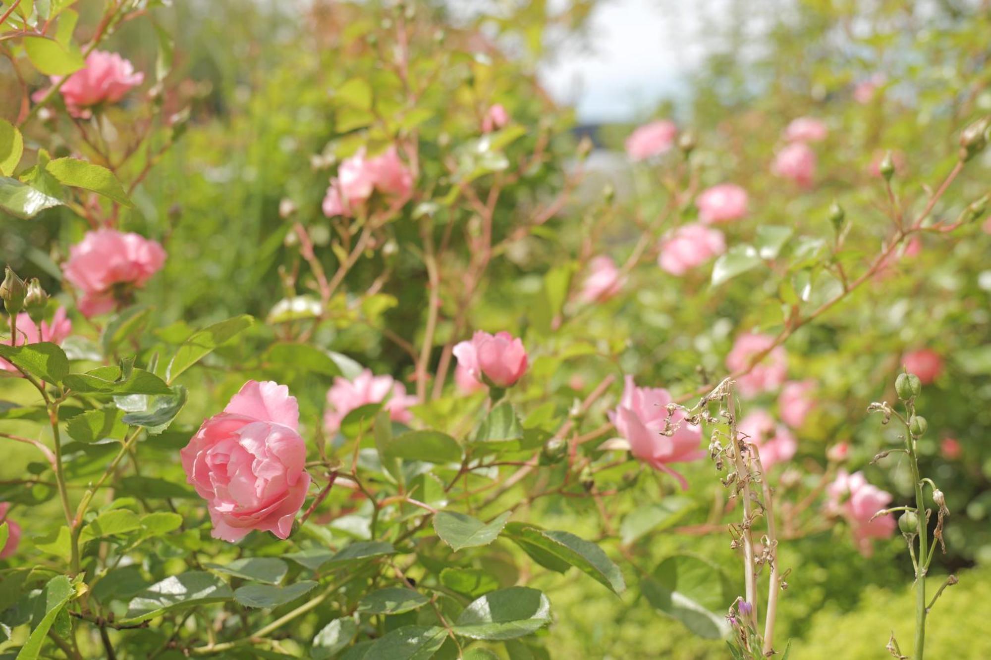 Bed and Breakfast Huset I Hejls Екстер'єр фото